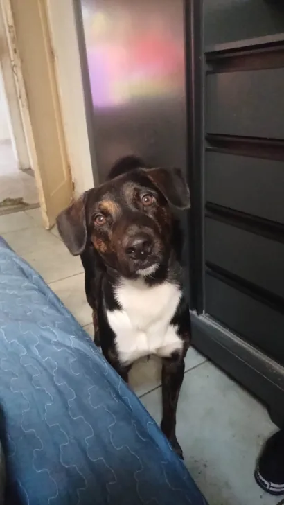 Cachorro raça SRD-ViraLata idade 1 ano nome Marely