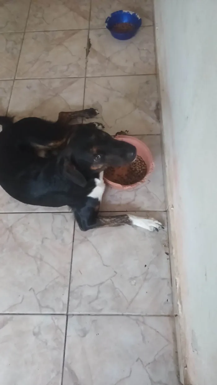 Cachorro ra a SRD-ViraLata idade 1 ano nome Marely