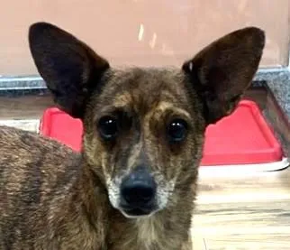 Cachorro ra a SRD-ViraLata idade 1 ano nome Dengo 