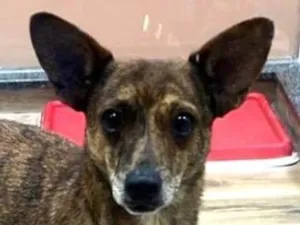 Cachorro raça SRD-ViraLata idade 1 ano nome Dengo 