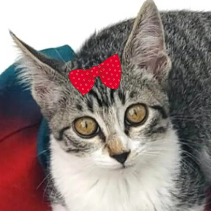 Gato ra a SRD-ViraLata idade 2 a 6 meses nome Mia 