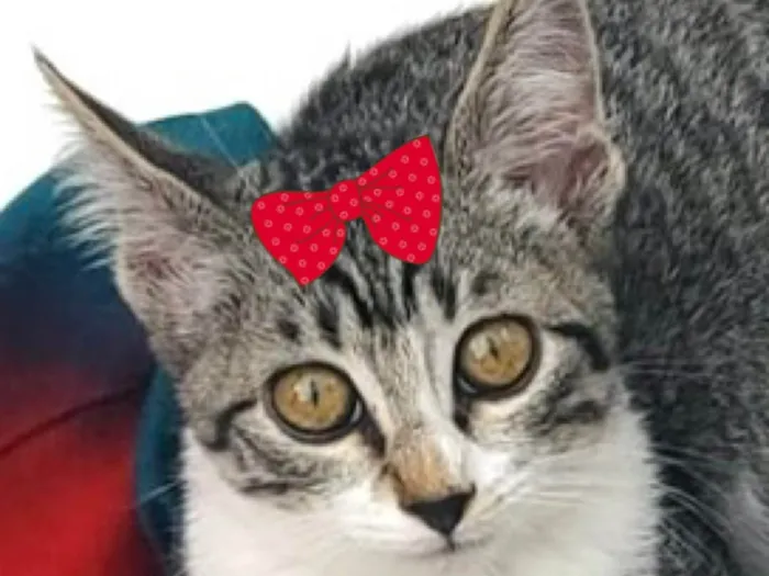 Gato ra a SRD-ViraLata idade 2 a 6 meses nome Mia 