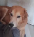 Pingo