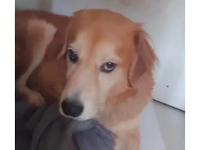 Cachorro raça Labrador idade 7 a 11 meses nome Pingo 
