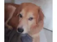 Pingo