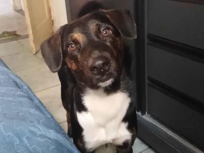 Cachorro ra a SRD-ViraLata idade 1 ano nome Marely