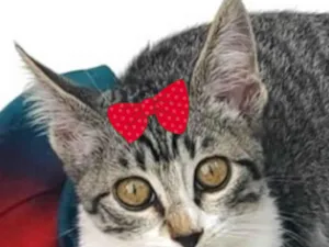 Gato raça SRD-ViraLata idade 2 a 6 meses nome Mia 