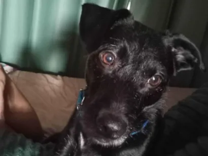 Cachorro raça SRD-ViraLata idade 3 anos nome Spooky Black