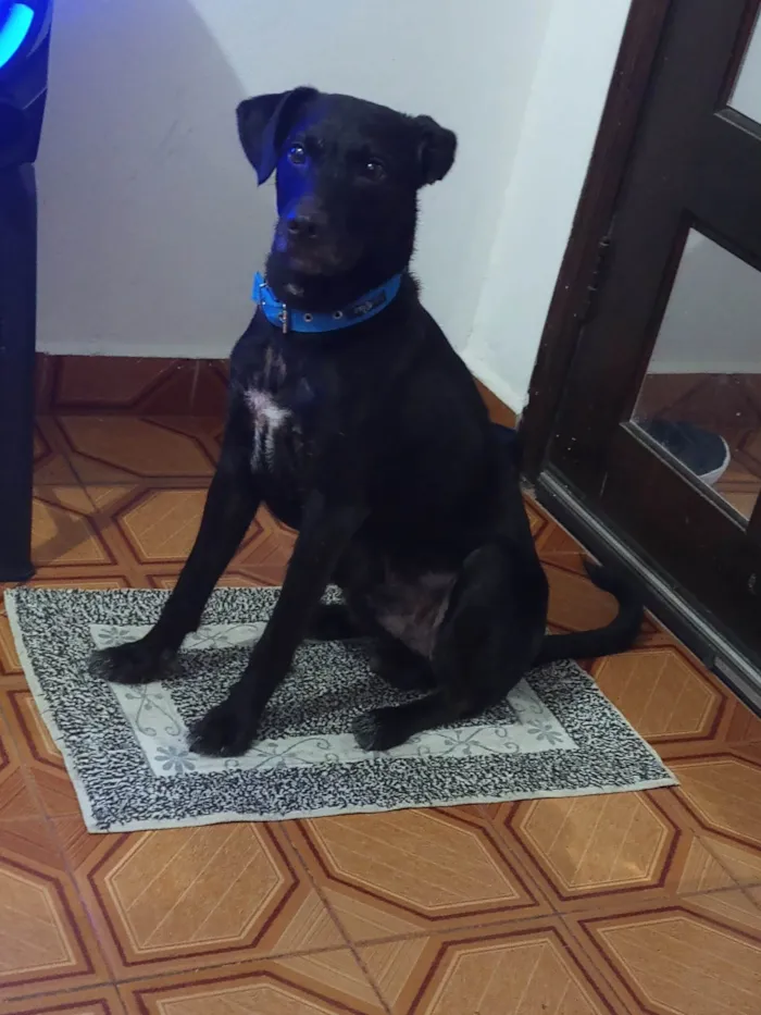 Cachorro ra a SRD-ViraLata idade 3 anos nome Spooky Black