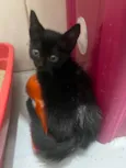Gatinhos