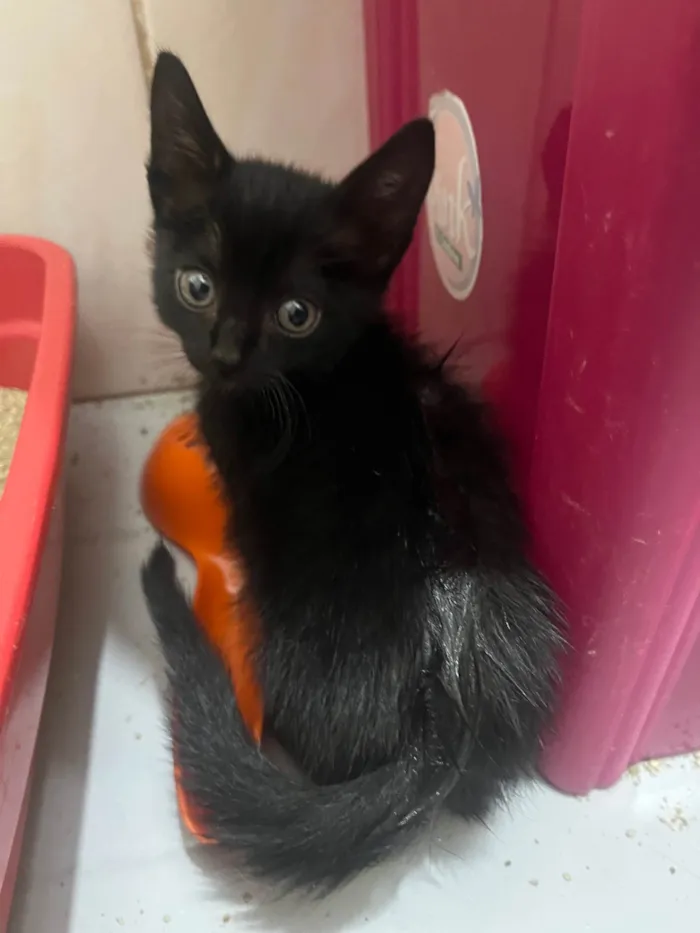 Gato ra a SRD-ViraLata idade 2 a 6 meses nome Gatinhos