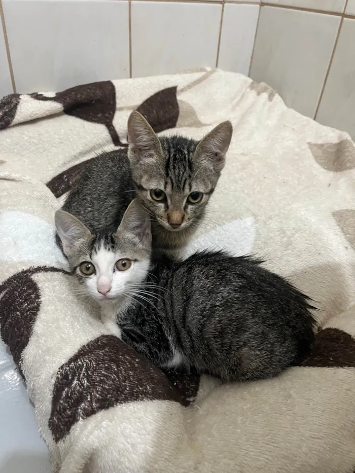 Gato ra a SRD-ViraLata idade 2 a 6 meses nome Gatinhos