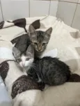 Gatinhos
