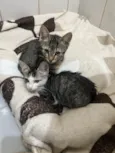 Gatinhos