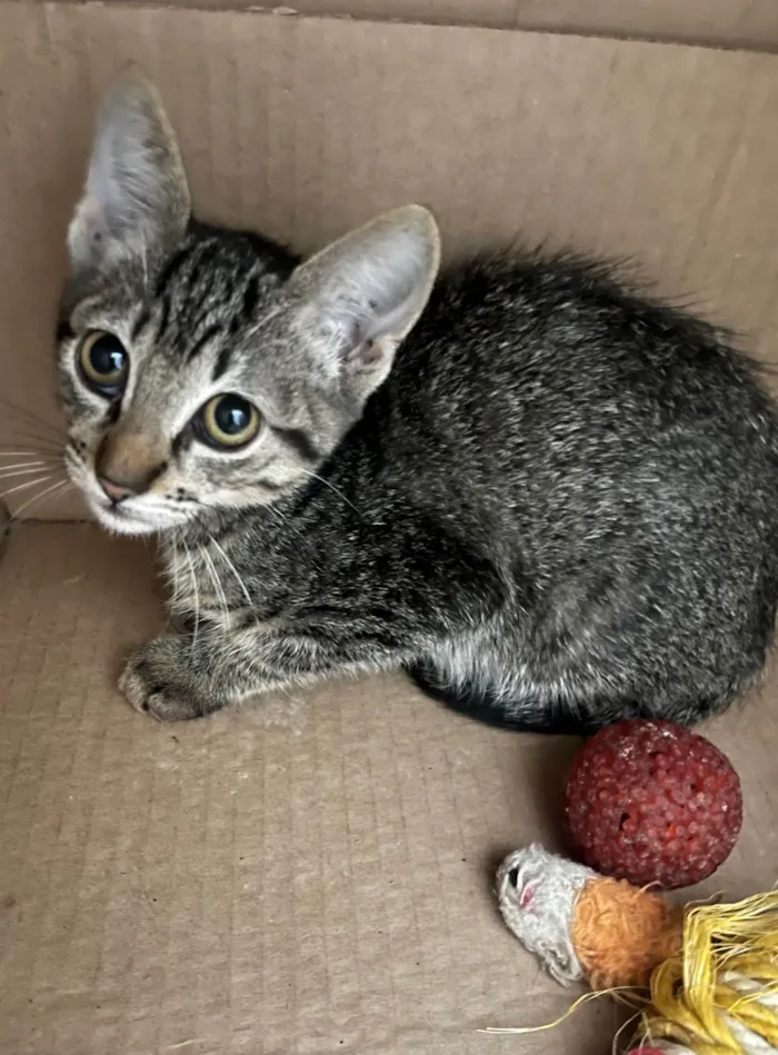 Gato ra a SRD-ViraLata idade 2 a 6 meses nome Gatinhos