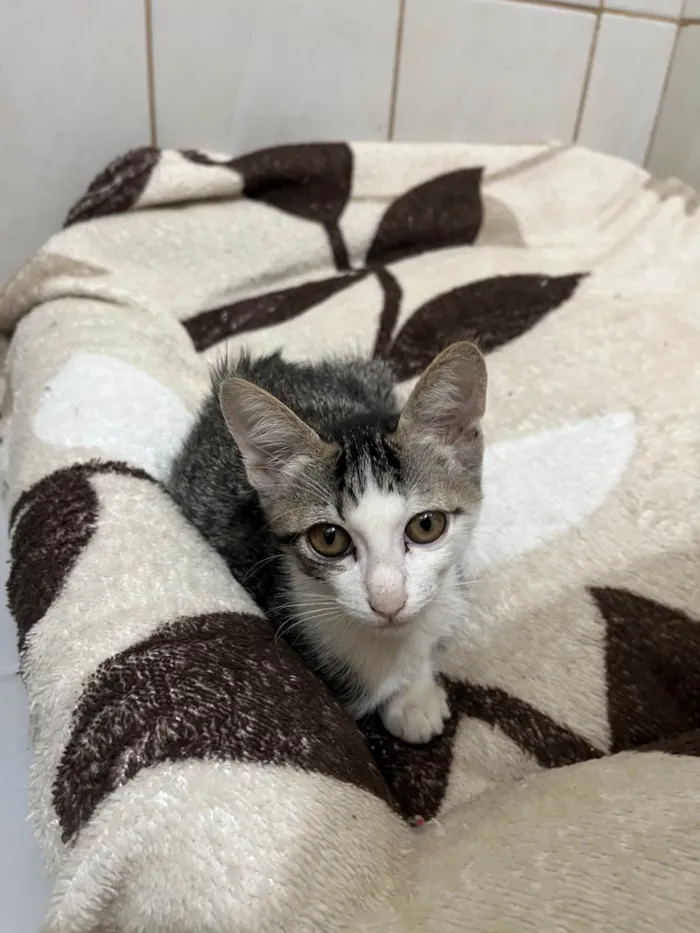 Gato ra a SRD-ViraLata idade 2 a 6 meses nome Gatinhos