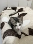 Gatinhos