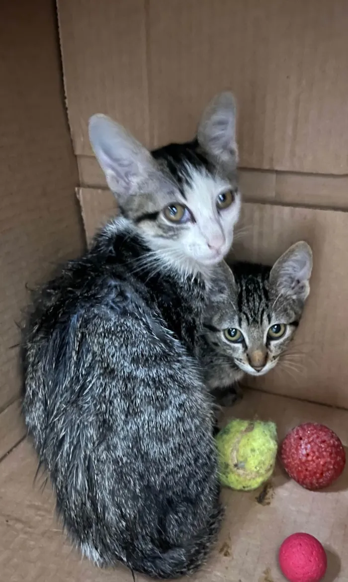 Gato ra a SRD-ViraLata idade 2 a 6 meses nome Gatinhos
