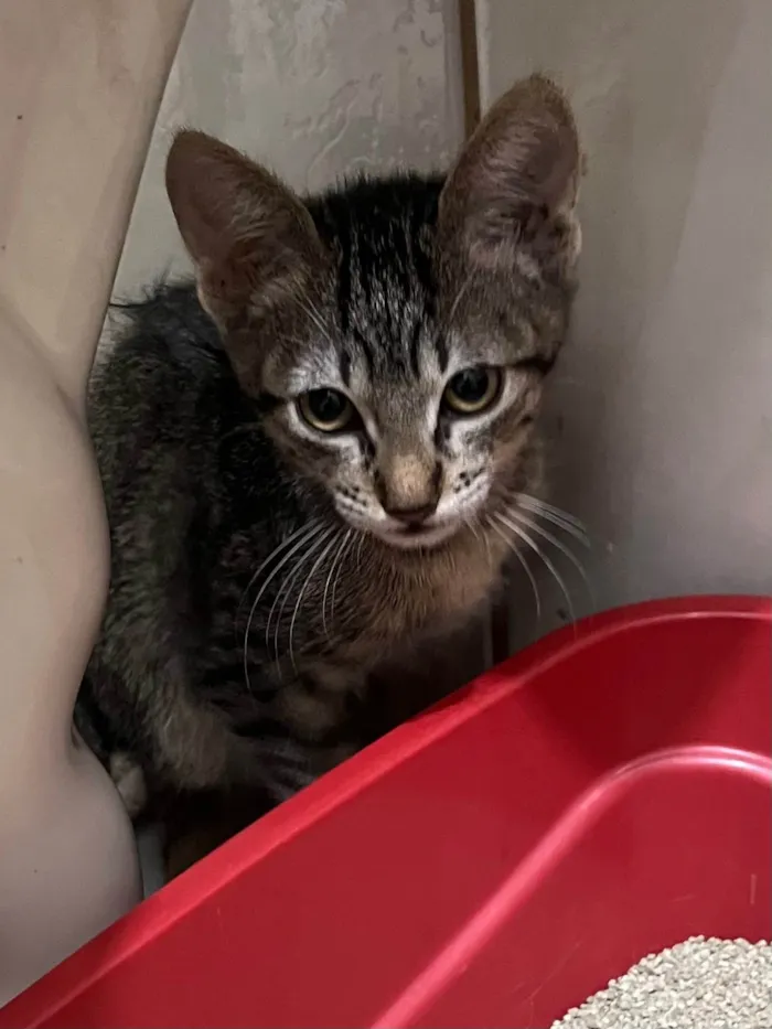 Gato ra a SRD-ViraLata idade 2 a 6 meses nome Gatinhos