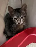 Gatinhos