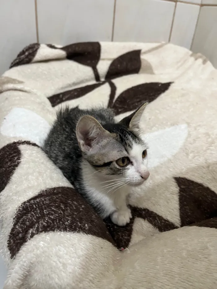 Gato ra a SRD-ViraLata idade 2 a 6 meses nome Gatinhos