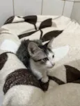Gatinhos