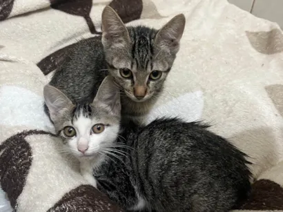 Gato raça SRD-ViraLata idade 2 a 6 meses nome Gatinhos