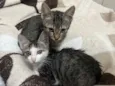 Gatinhos