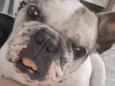 Meg