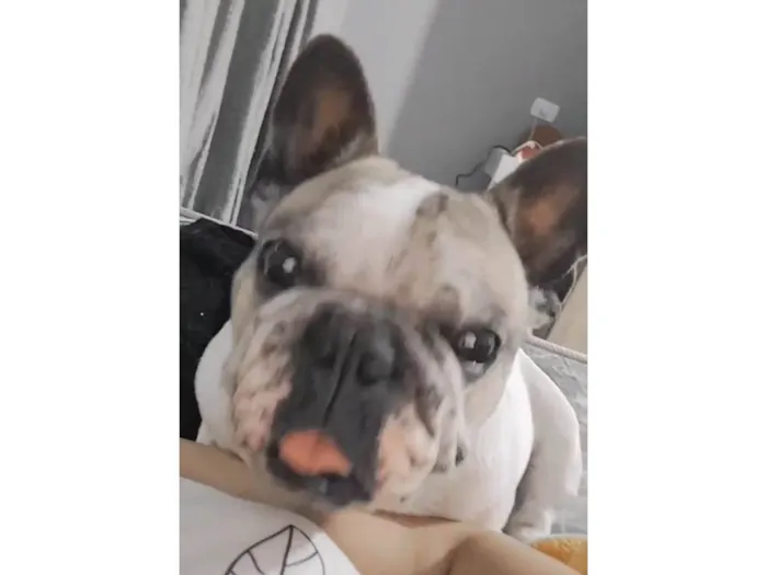 Cachorro ra a Bulldog idade 5 anos nome Meg