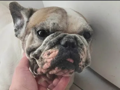 Cachorro raça Bulldog idade 5 anos nome Meg