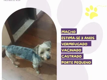 Cachorro raça SRD-ViraLata idade 3 anos nome Messi