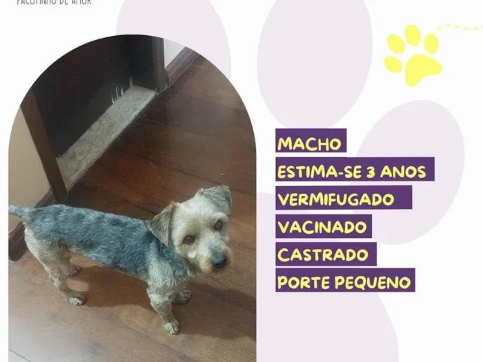 Cachorro ra a SRD-ViraLata idade 3 anos nome Messi
