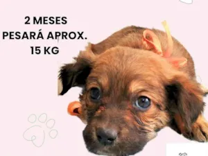 Cachorro raça SRD-ViraLata idade 2 a 6 meses nome Mila