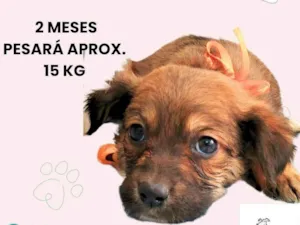 Cachorro raça SRD-ViraLata idade 2 a 6 meses nome Milla