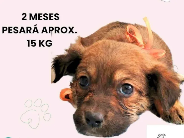 Cachorro ra a SRD-ViraLata idade 2 a 6 meses nome Milla