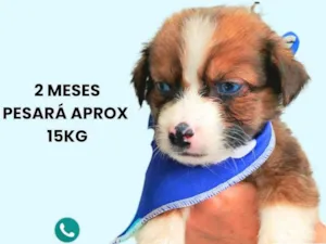 Cachorro raça SRD-ViraLata idade 2 a 6 meses nome Max