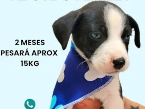 Cachorro raça SRD-ViraLata idade 2 a 6 meses nome Marley