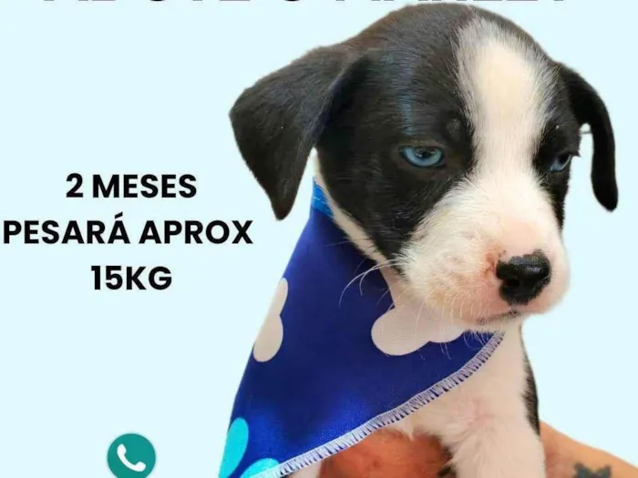 Cachorro ra a SRD-ViraLata idade 2 a 6 meses nome Marley