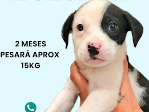 Cachorro raça SRD-ViraLata idade 2 a 6 meses nome Martin