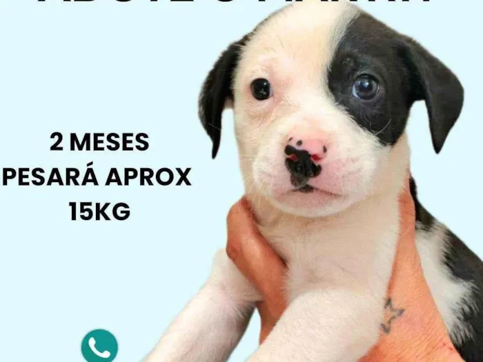 Cachorro ra a SRD-ViraLata idade 2 a 6 meses nome Martin