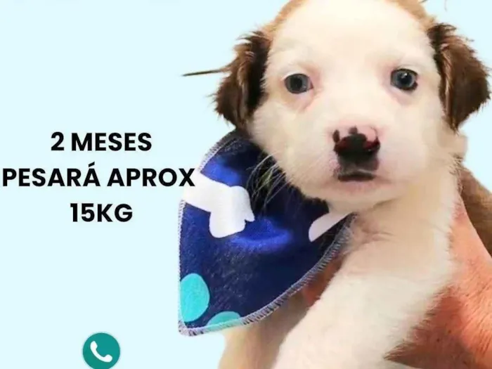 Cachorro ra a SRD-ViraLata idade 2 a 6 meses nome Matheus