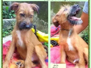 Cachorro raça SRD-ViraLata idade 2 a 6 meses nome Zezinho