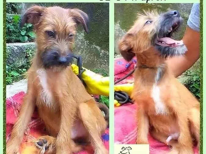 Cachorro ra a SRD-ViraLata idade 2 a 6 meses nome Zezinho