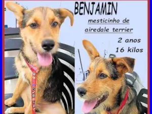 Cachorro raça SRD-ViraLata idade 2 anos nome Benjamin