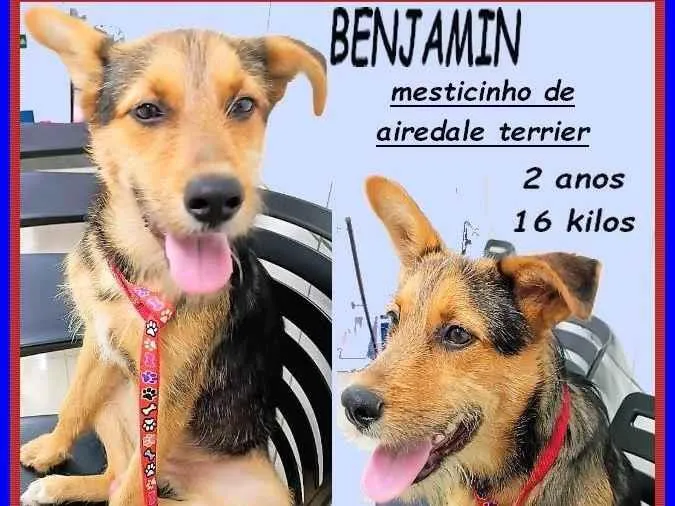 Cachorro ra a SRD-ViraLata idade 2 anos nome Benjamin