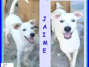 Cachorro raça SRD-ViraLata idade 7 a 11 meses nome Jaime