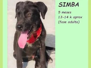 Cachorro raça SRD-ViraLata idade 2 a 6 meses nome Simba