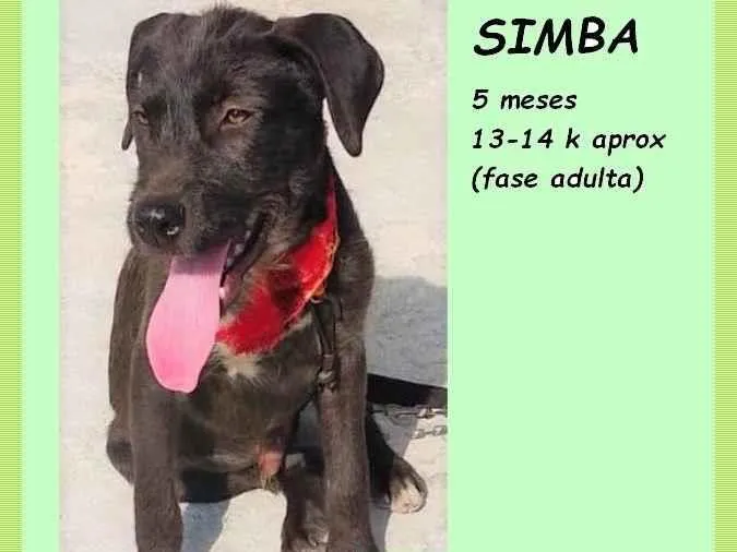 Cachorro ra a SRD-ViraLata idade 2 a 6 meses nome Simba
