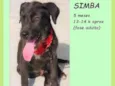 Simba